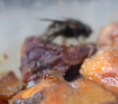 Drosophila phalerata