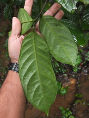 Antidesma montanum