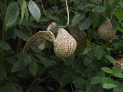 Aristolochia labiata