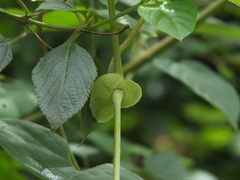 Aristolochia labiata