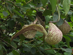 Aristolochia labiata