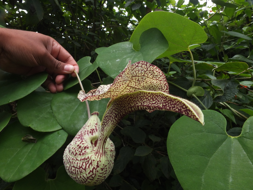 Dutchman's pipe