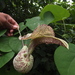 Aristolochia labiata - Photo (c) Siddarth Machado,  זכויות יוצרים חלקיות (CC BY), הועלה על ידי Siddarth Machado