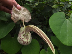 Aristolochia labiata
