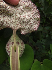 Aristolochia labiata