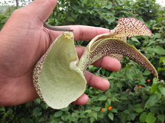Aristolochia labiata