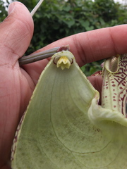 Aristolochia labiata
