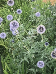 Echinops ritro