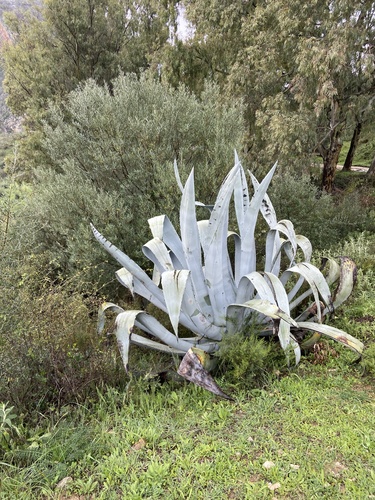 Avistamiento Pita (Agave americana)