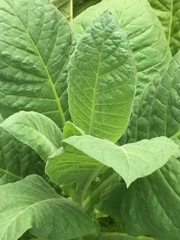 Nicotiana tabacum
