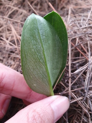 Biarum dispar, photograph 6