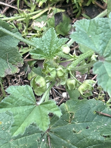 Malva parviflora observed 2025-03-18