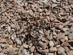 Bupleurum rotundifolium