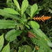Aphelandra phaina Wassh.