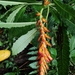 Aphelandra phaina Wassh. 2