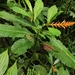 Aphelandra phaina Wassh. 3
