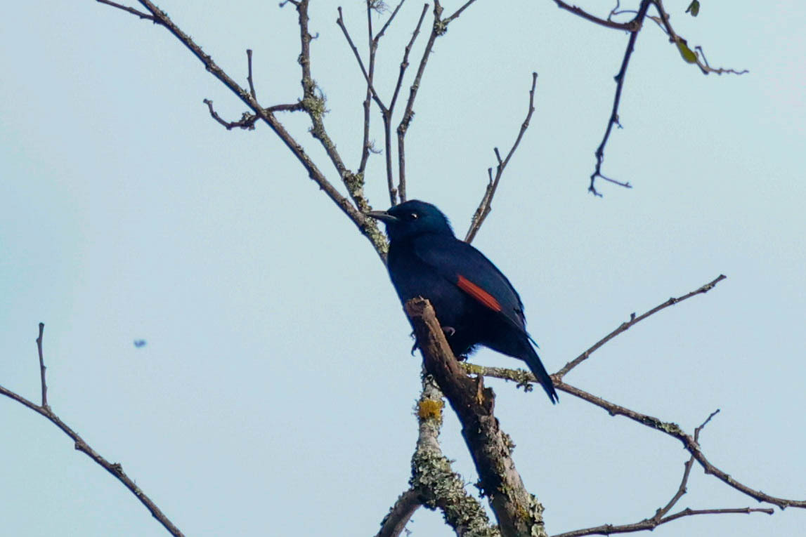 Waller's Starling (Onychognathus walleri), photo 6