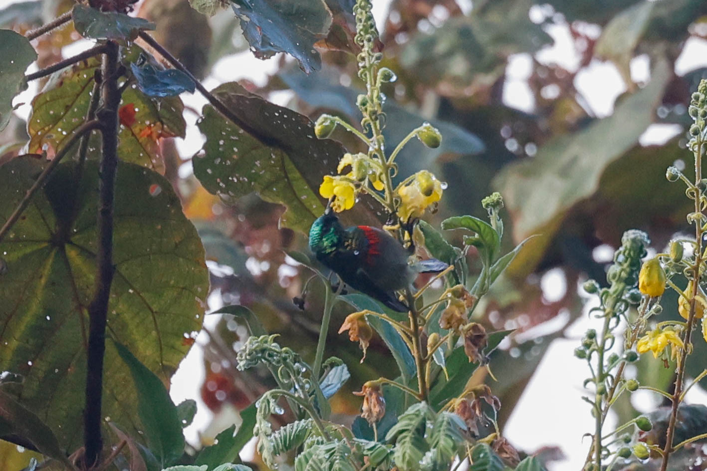 Usambara Double-collared Sunbird illustration