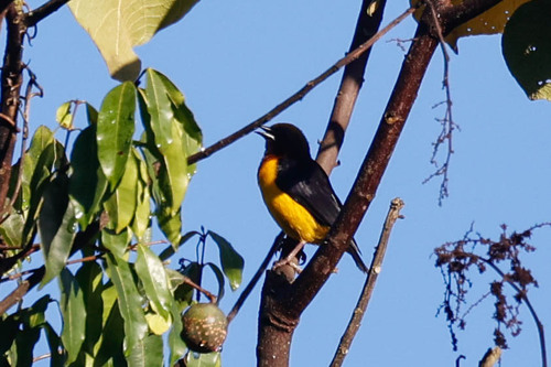 Usambara Weaver (Ploceus nicolli), photo 8