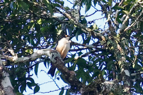 Sharpe's Starling (Pholia sharpii), photo 7