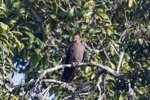 Eastern Bronze-naped Pigeon (Columba delegorguei), photo 2