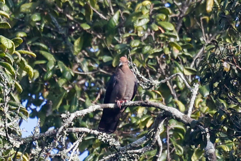 Eastern Bronze-naped Pigeon (Columba delegorguei), photo 2