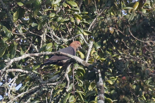 Eastern Bronze-naped Pigeon (Columba delegorguei)