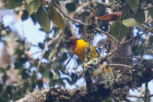 Usambara Weaver (Ploceus nicolli), photo 6