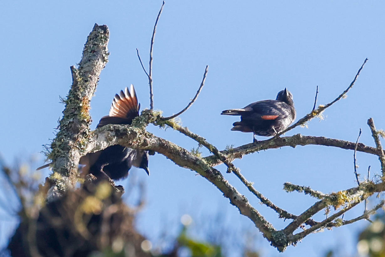 Waller's Starling (Onychognathus walleri), photo 5