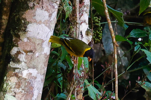 Oriole Finch (Linurgus olivaceus), photo 5