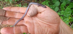 Top End Mulch Skink photo 1