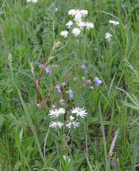 Thalictrum petaloideum