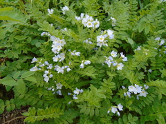 Polemonium pulcherrimum delicatum