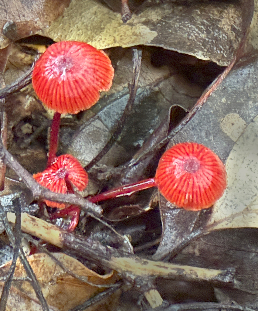 Ruby Bonnot ruby bonnet from Central Coast NSW, Australia on March 12, 2025 at 10: ...