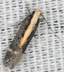 Aroga paraplutella