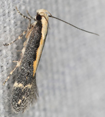 Aroga paraplutella