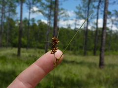 Rhynchospora plumosa