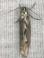 Ethmia discostrigella