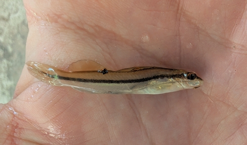 Catfish (Pimelodella chagresi) — Heptapteridae — 2