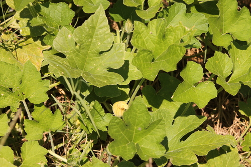 Cucurbita melopepo ssp. texana