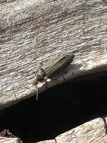 Winter Firefly