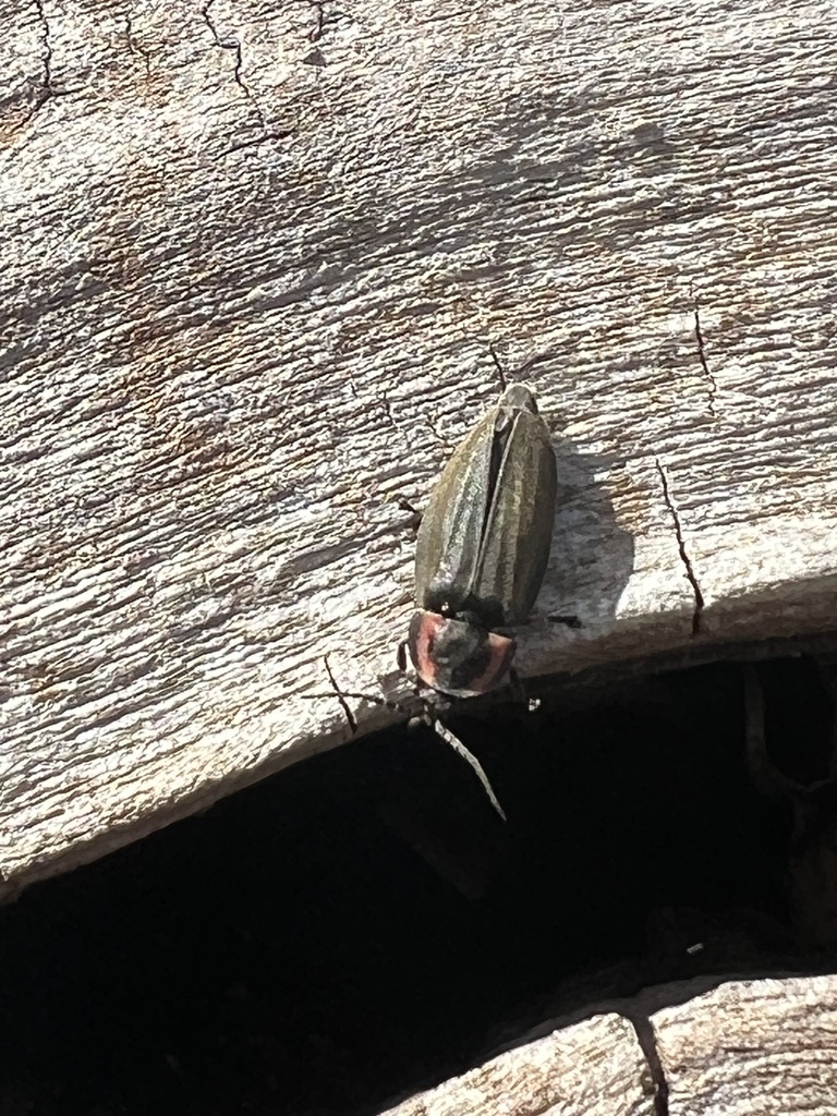Winter Firefly