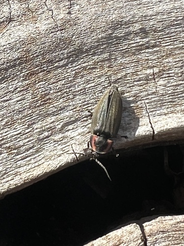 Winter Firefly