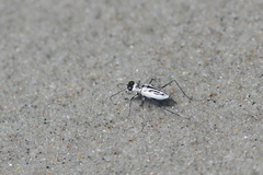 Habroscelimorpha dorsalis