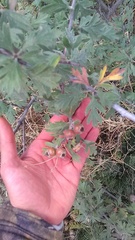 Crataegus orientalis, photograph Михаил Орлов, CC BY, iNaturalist via GBIF