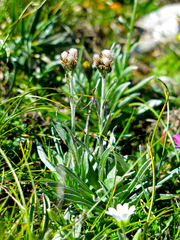 Antennaria carpatica