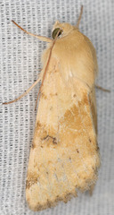 Heliothis