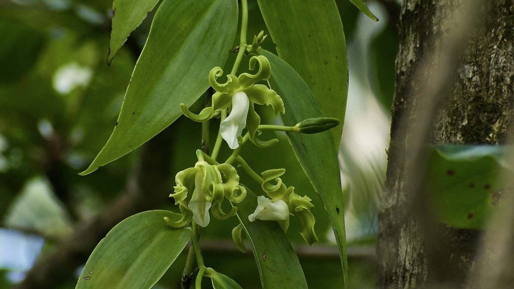 Vanilla mexicana
