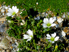 Cerastium uniflorum