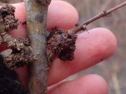 Ash Flower Gall Mite photo 5